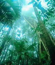 Fraser Island Rain Forest
