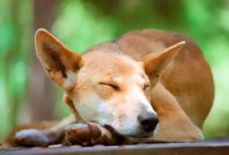 Fraser Island Dingo